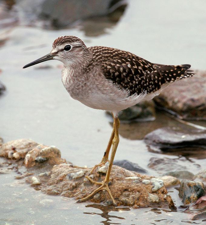 Wood Sandpiper