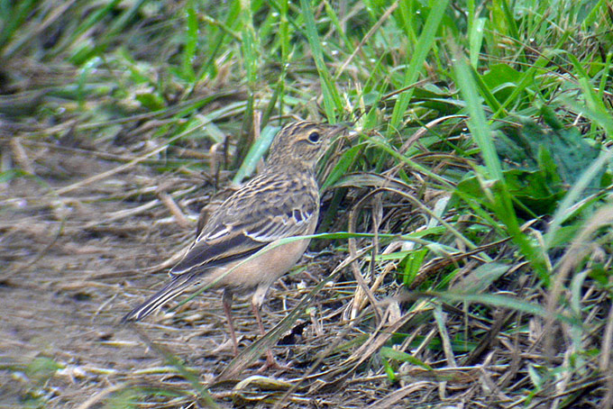 Blyth's Pipit