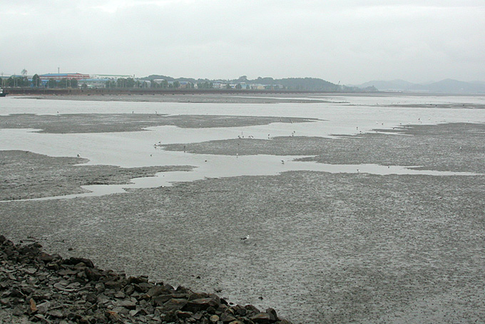 Song Do tidal flat