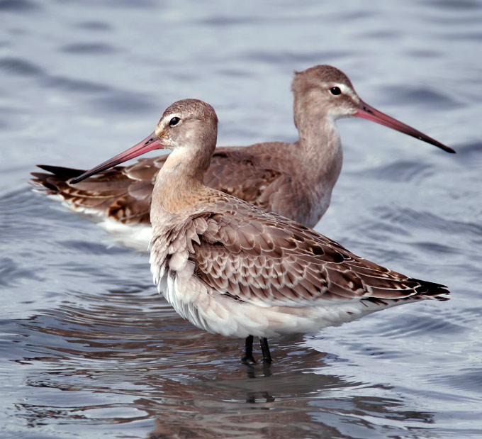 Black-tailed Godwit