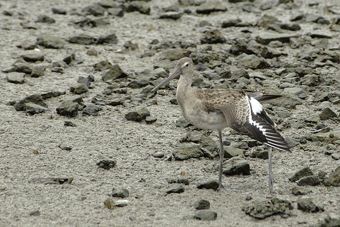 Black-tailed Godwit