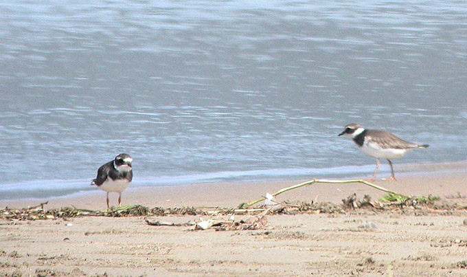 Common Ringed Plover
