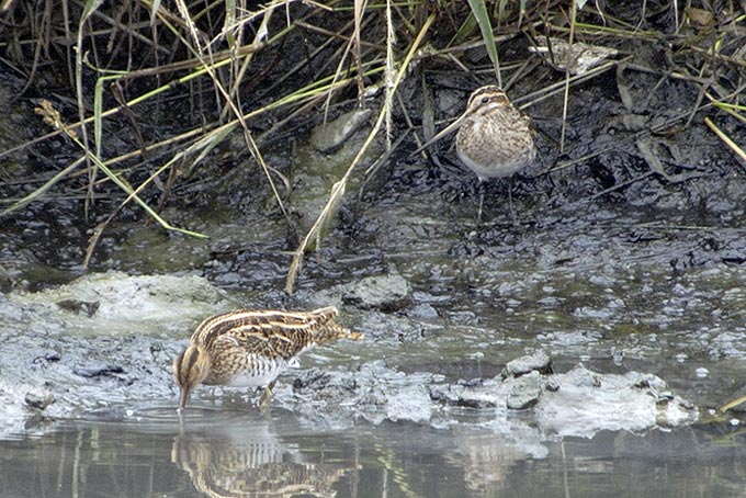 Common Snipe