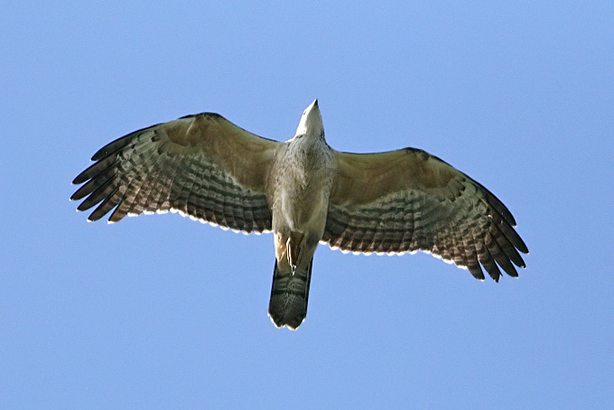 Crested Honey Buzzard