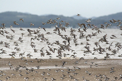Dunlin