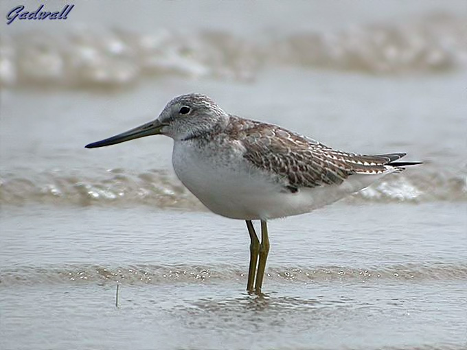Nordmann's Greenshank