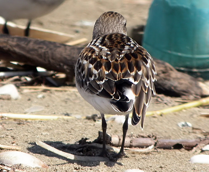 Red-necked Stint