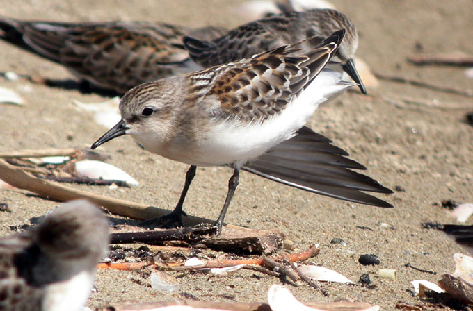 Red-necked Stint