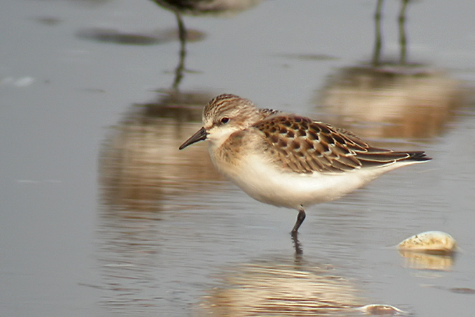 Red-necked Stint