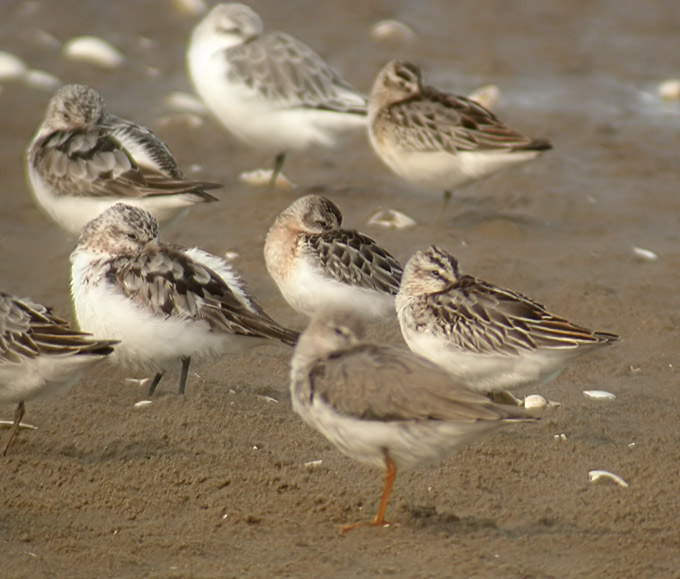 Spoon-billed Sandpiper, Sanderling, Broad-billed Sandpiper, Terek Sandpiper