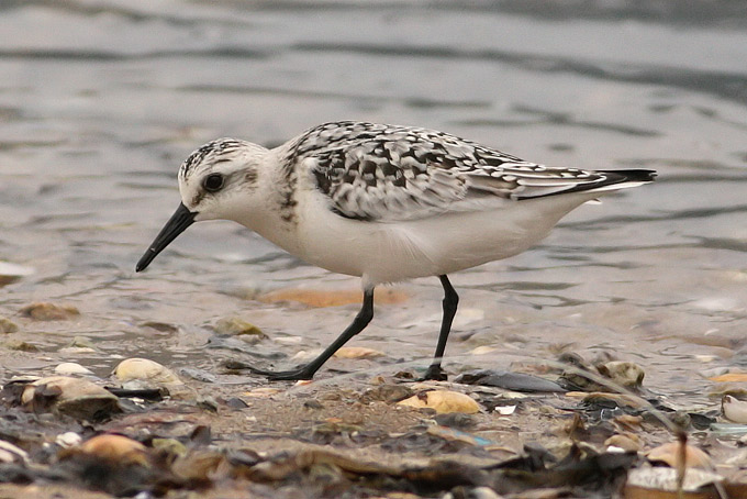 Sanderling
