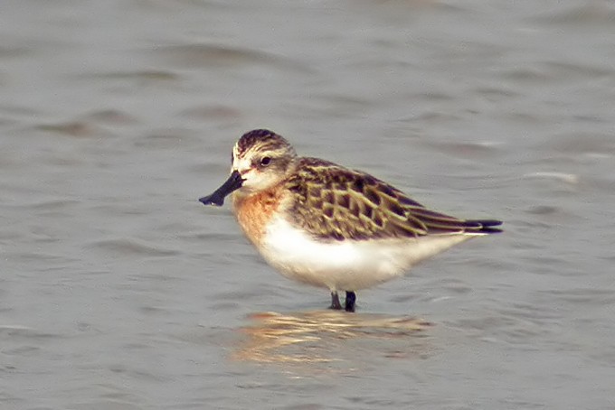 Spoon-billed Sandpiper