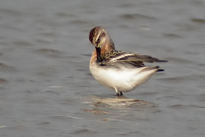 Spoon-billed Sandpiper