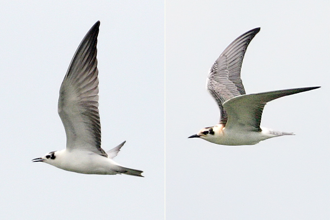 White-winged Tern