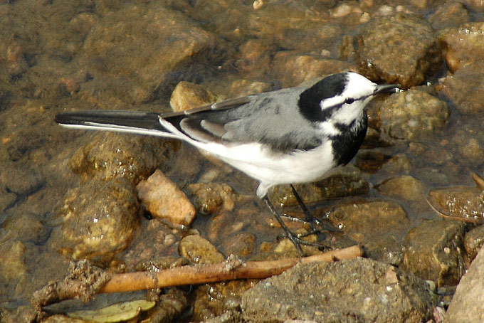 Black-backed Wagtail