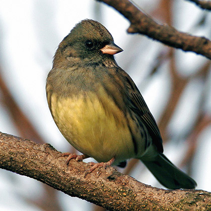 Black-faced Bunting