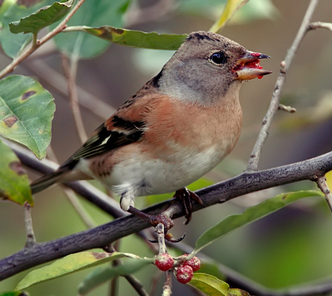 Brambling