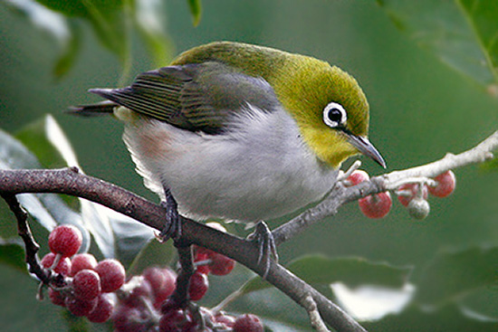 Chestnut-flanked White-eye