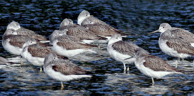 Common Greenshank