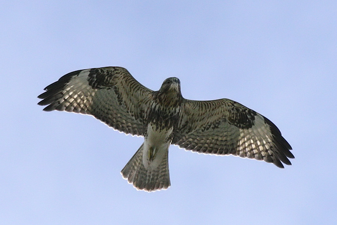 Common Buzzard