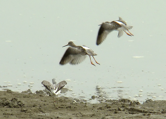 Common Greenshank & Spotted Redshank
