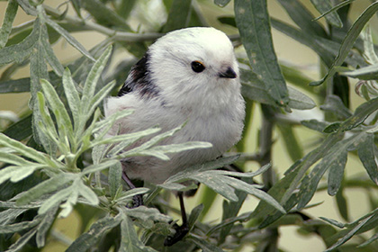 Long-tailed Tit