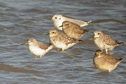 Nordmann's Greenshank