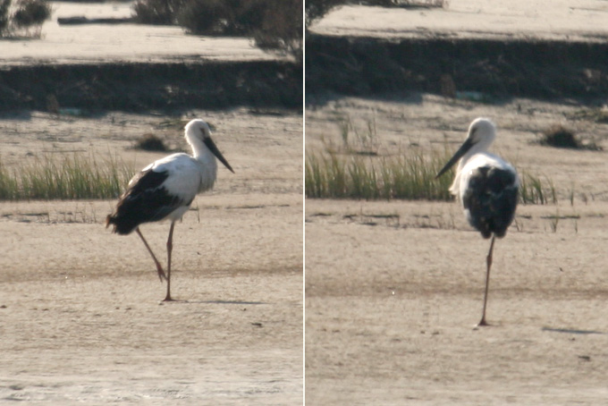 Oriental Stork