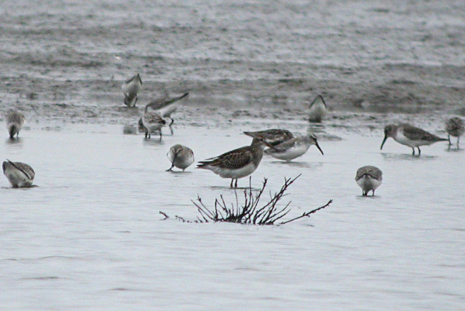 Pectoral Sandpiper