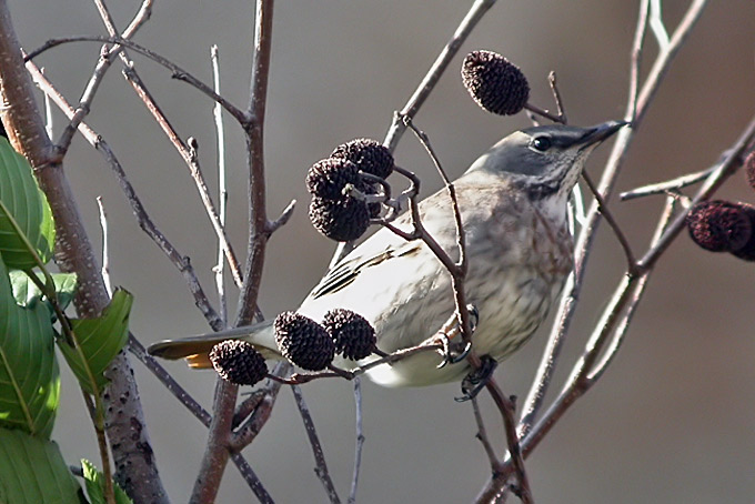 Red-throated Thrush