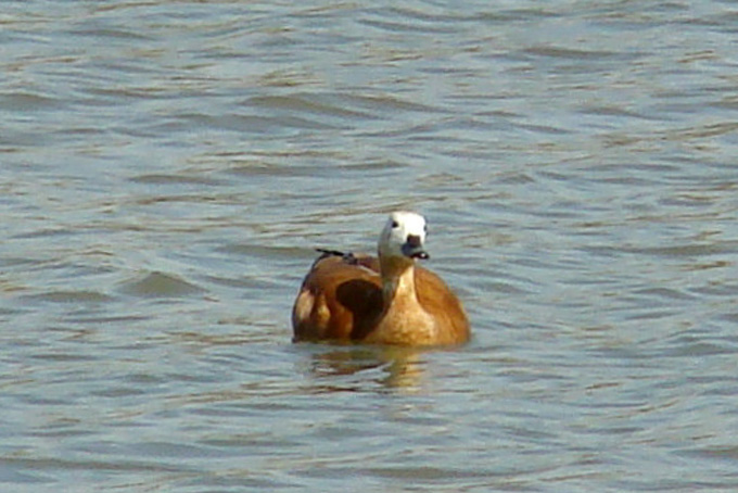 Ruddy Shelduck
