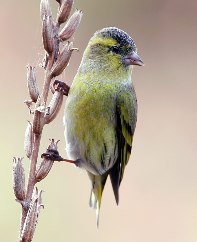 Eurasian Siskin
