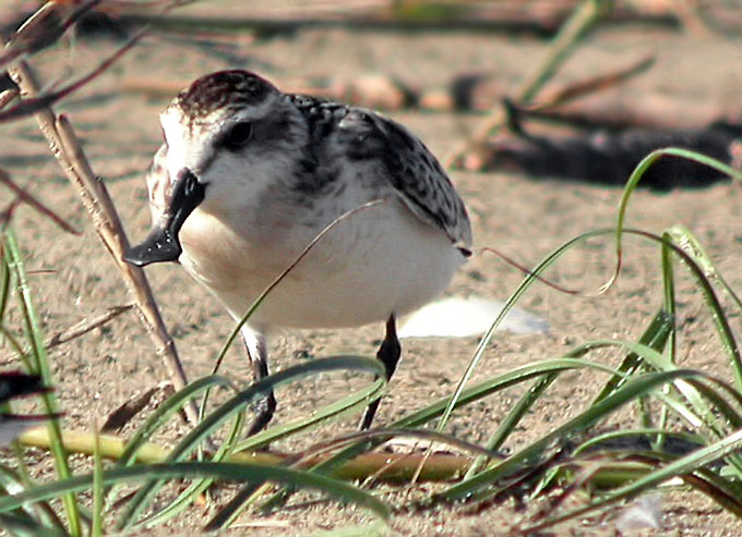 Spoon-billed Sandpiper