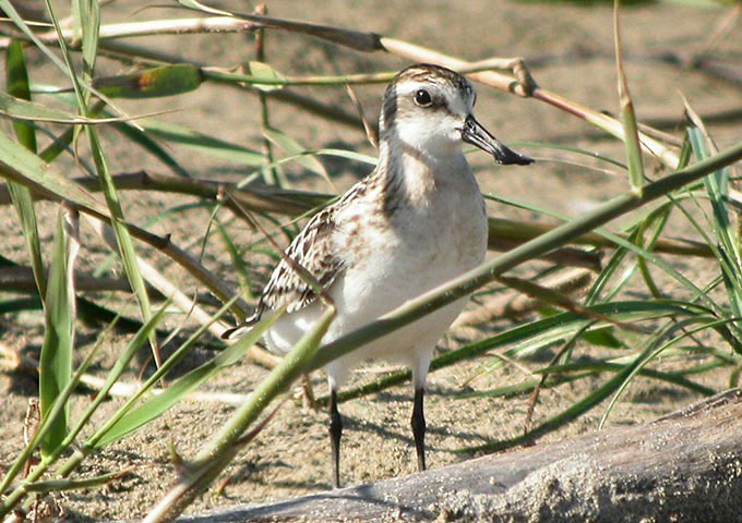 Spoon-billed Sandpiper