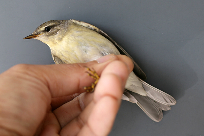 Willow Warbler