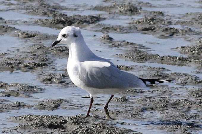 Saunders's Gull