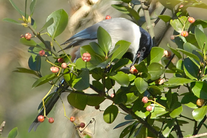 Azure-winged Magpie