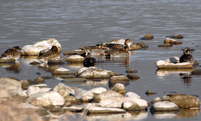 Baikal Teal