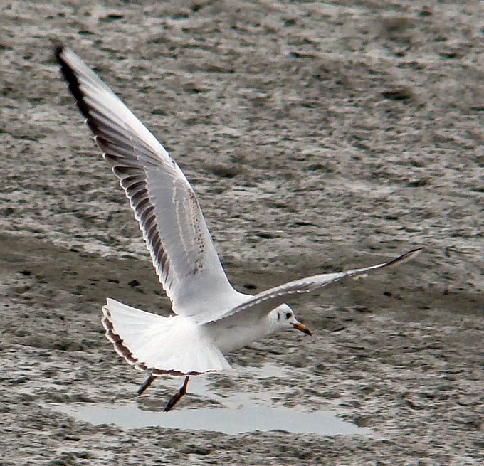 Black-headed Gull