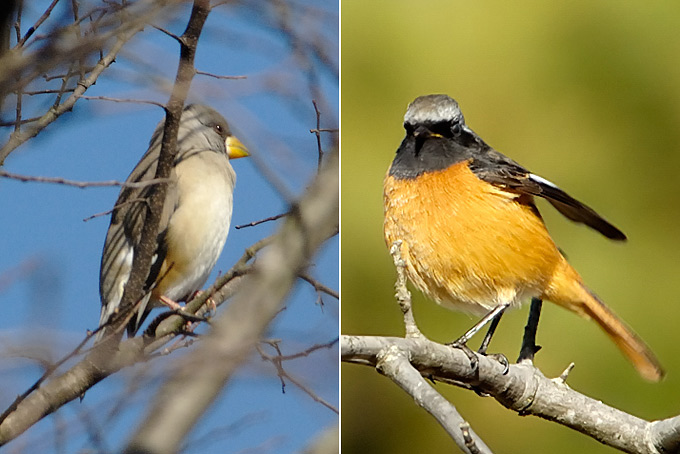 Chinese Grosbeak &: Daurian Redstart
