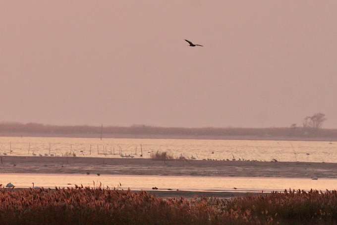 Eastern Marsh Harrier
