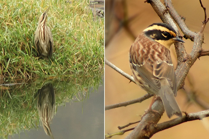 Great Bittern &Siberian Accentor