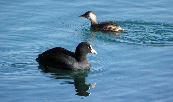 Coot & Little Grebe