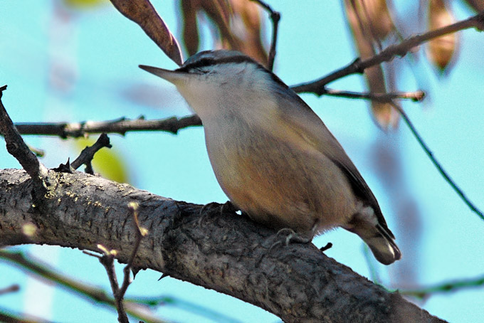 Eurasian Nuthatch