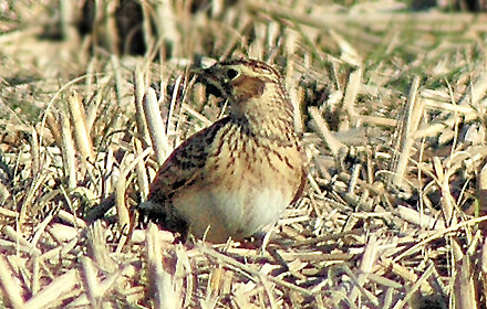 Far Eastern Lark