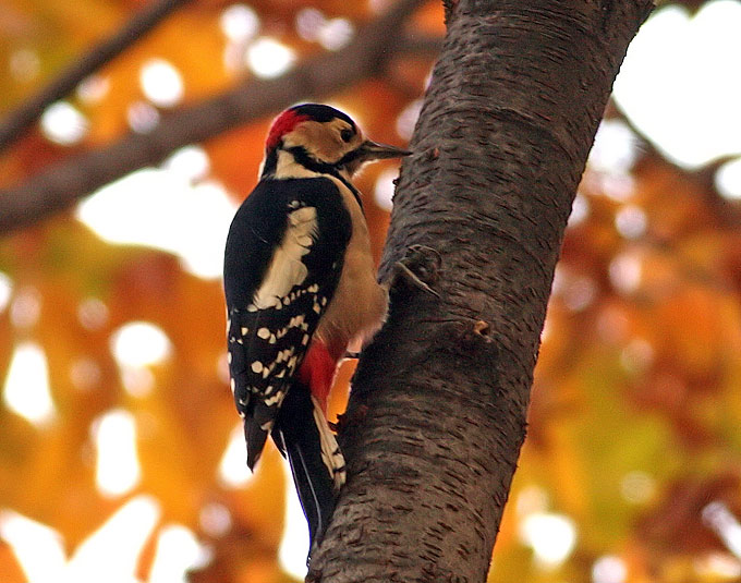 Speckled Woodpecker