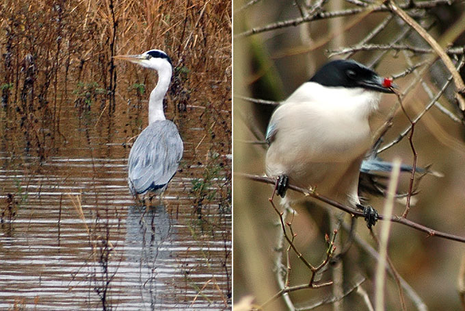 Grey Heron & Azure-winged Magpie