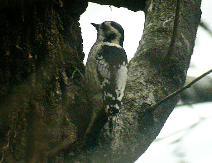 Grey-capped Pygmy Woodpecker