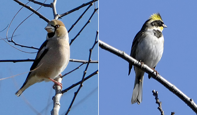 Hawfinch & Yellow-throated Bunting