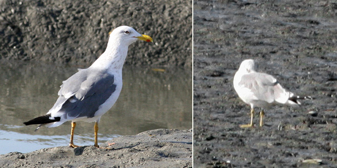 Heuglin's Gull & Yellow Sea Gull